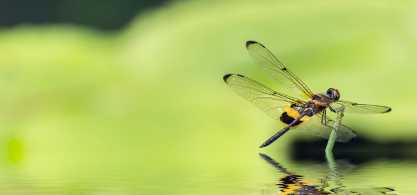 close-up dragonfly and reflection and green background