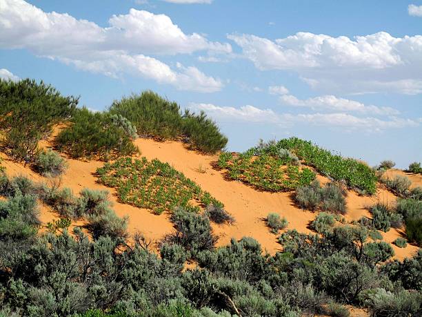 istock Coral Pink Sand Dunes State Park, Utah 512940447