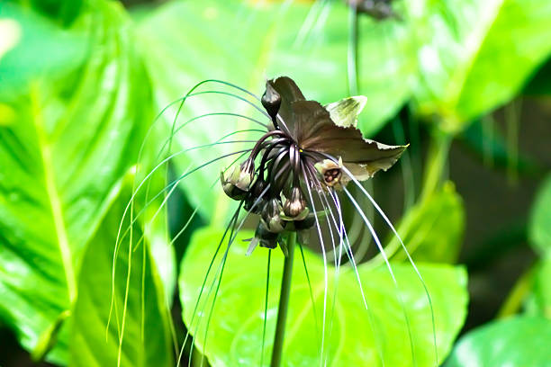 istock Tacca chantieri var macrantha, black bat flower, yam family 512940721