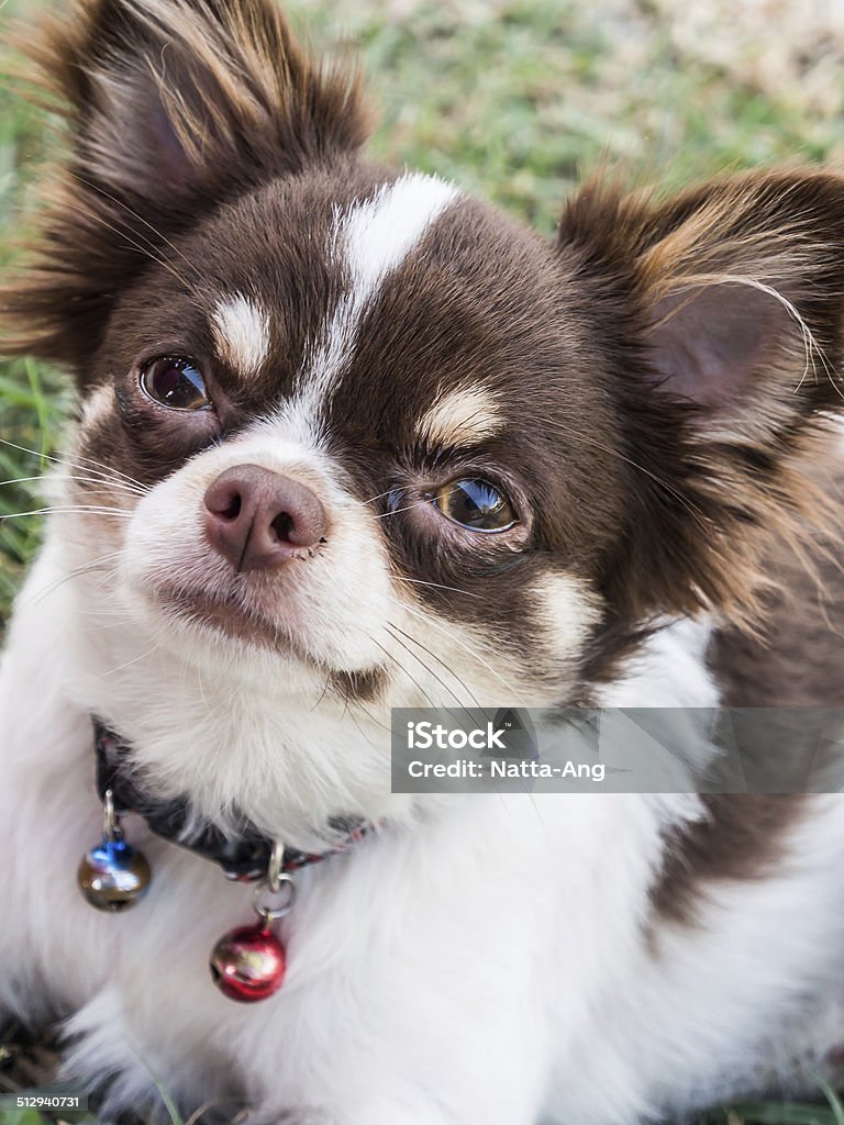 white with chocolate chihuahua dog white with chocolate chihuahua dog  animal, background, beautiful, black, breed, camera, chihuahua, closeup, coat, cute, dog, domestic, fur, grass, isolated, jump, long, looking, outdoors, pedigree, pet, portrait, small, toy, white, young Animal Stock Photo