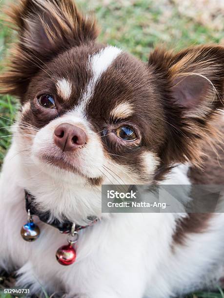 White With Chocolate Chihuahua Dog Stock Photo - Download Image Now - Animal, Camera - Photographic Equipment, Close-up