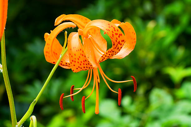 Lilii leichtlinii var.  Tigrinum, Liliaceae, Japonia obszarach endemicznych gatunków – zdjęcie