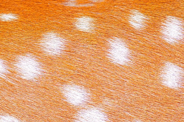istock There are many white spots the fawn fur 512940769