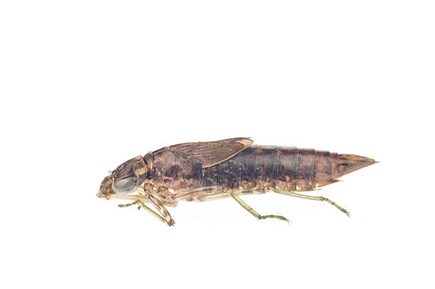 istock Dragonfly larvae isolated in the white 512940855