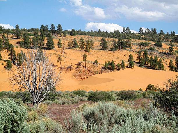 istock Coral Pink Sand Dunes State Park, Utah 512940891