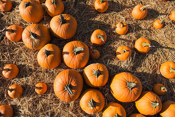 Pumpkins stock photo