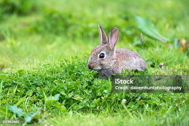 Young Rabbit Stock Photo - Download Image Now - Animal, Animal Den, Animal Wildlife