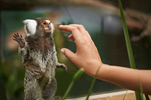 A woman reaching out to a cute monkey