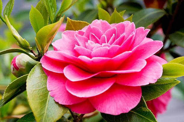 istock Pink japanese camellia flower close up 512943089