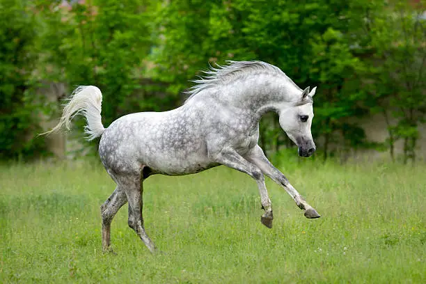Photo of Arabian horse runs gallop on green background