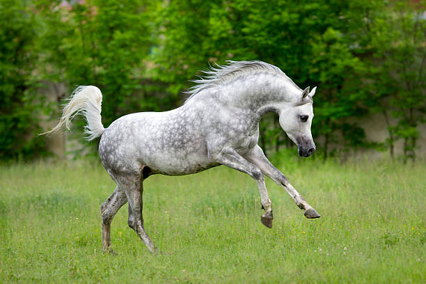 koń arabski działa pogalopuj na zielonym tle - arabian horse zdjęcia i obrazy z banku zdjęć