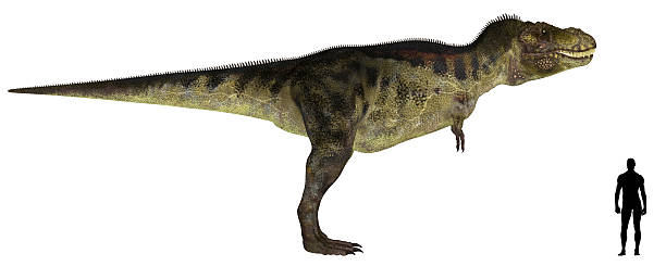 Illustration of an Tyrannosaurus vs Human size comparison stock photo