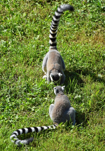 Ring tailed lemurs are playing