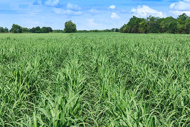 istock Sugarcane Plantation in Thailand. 512958721
