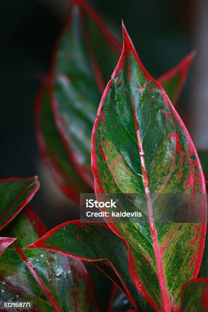 Aglaonema Leaf Stock Photo - Download Image Now - Adulation, Aglaonema, Creativity