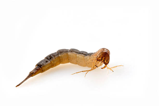 istock Yellow edge water beetle larvae, a water beetles 512959113