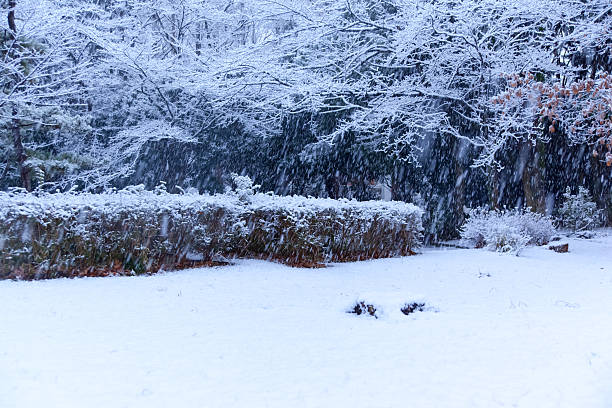 istock Snow, snow scene, covered with snow in Japan 512959619