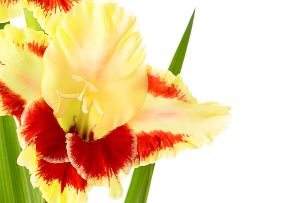 fresca gladiolo brillante aislado - gladiolus single flower flower yellow fotografías e imágenes de stock