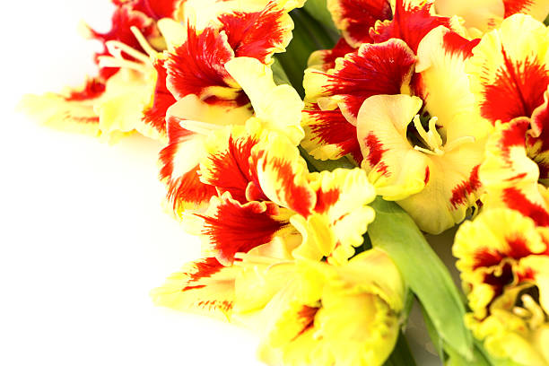 lumineuse et haute en couleur jaune et rouge glaïeul isolé - gladiolus flower floral pattern single flower photos et images de collection