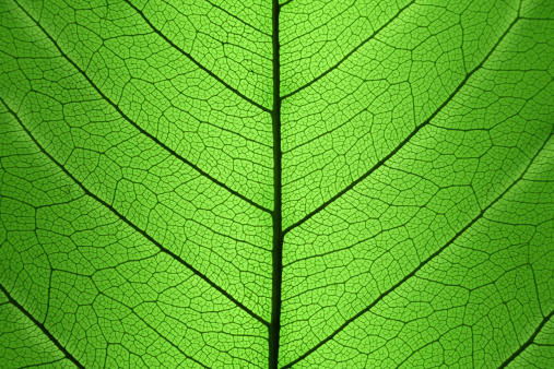 Background of Green Leaf cell structure - macro shot, natural texture