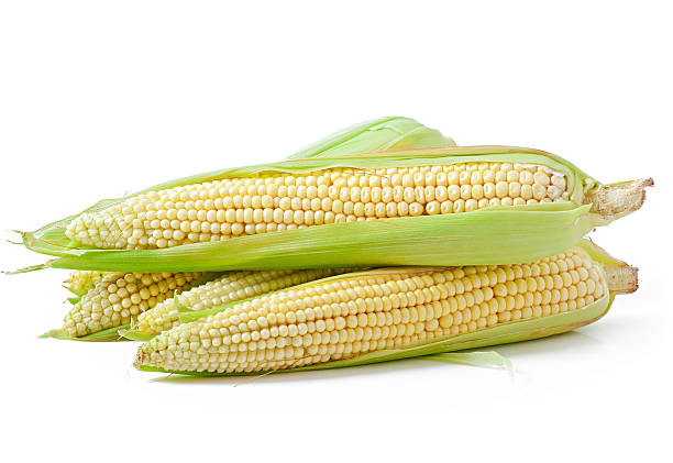 istock An ear of corn isolated on a white background 512960767