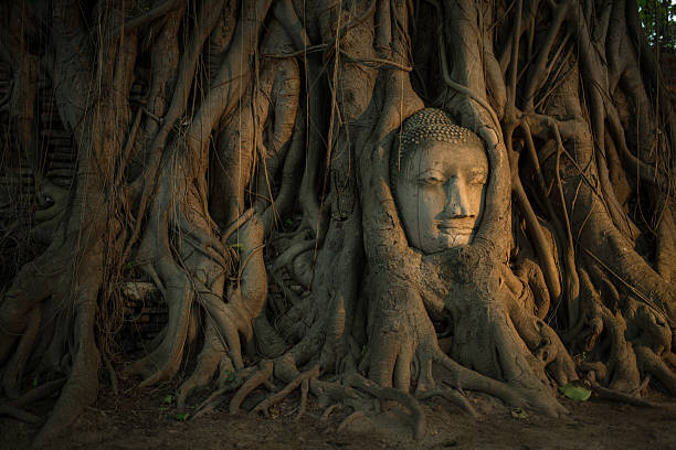 istock Buddha Head in Mahathat Temple 512960803