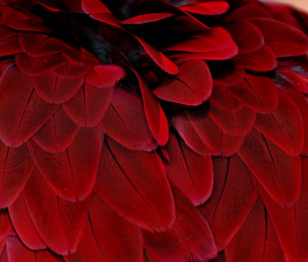 Red Feathers stock photo