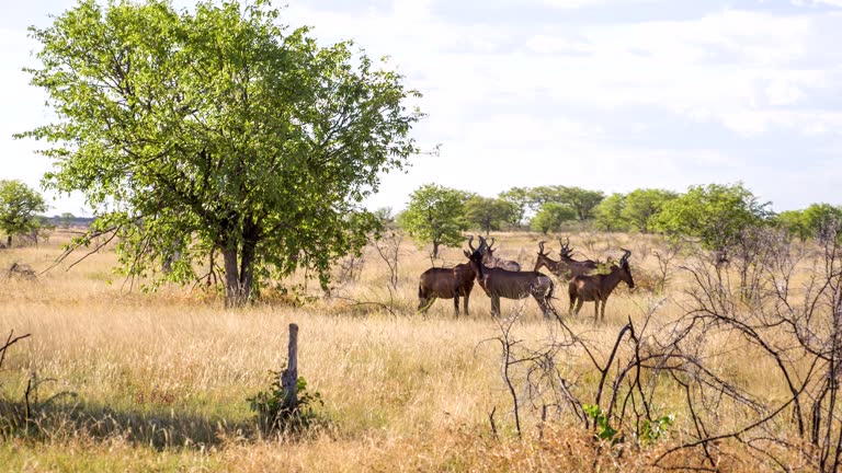 WS Herd Of Hartebeests In Namibian Savannah