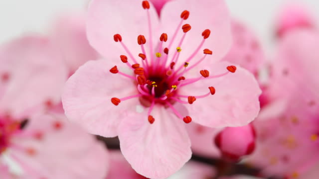 Pink cherry tree flowers blooming 4K
