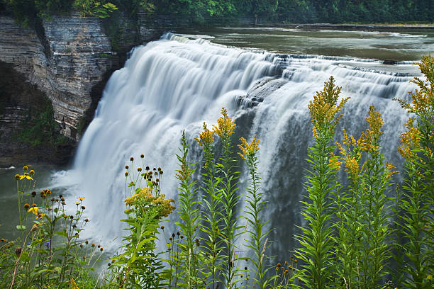 Golden rods and waterfall Golden rods and waterfall - Letchworth middle falls in New York Upper State. letchworth garden city stock pictures, royalty-free photos & images