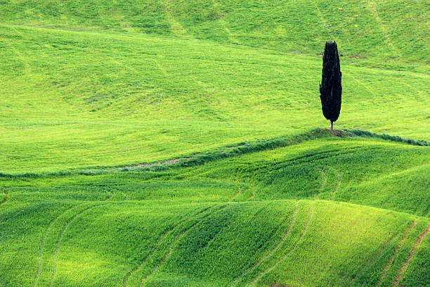 istock Lonely tree in Tuscany in Italy 512964792