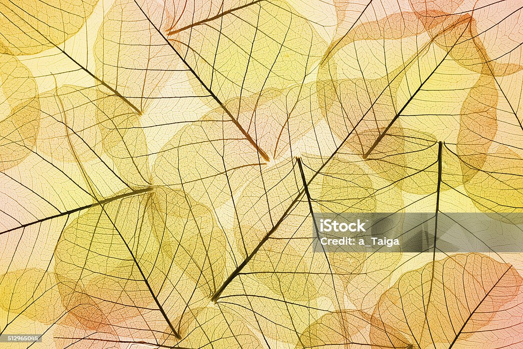 Colors of Autumn - Transparent  Leaves Background Colors of Autumn - Abstract transparent  Leaves Background Abstract Stock Photo