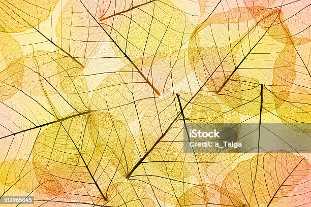 Colors Of Autumn Transparent Leaves Background Stock Photo - Download Image Now - Abstract, Autumn, Backgrounds