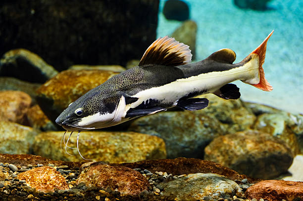 istock Catfish with red fins 512965308