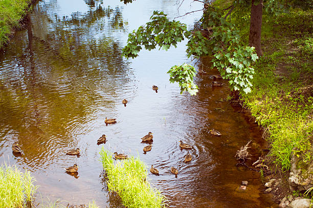 Ducks in the pond of Oranienbaum