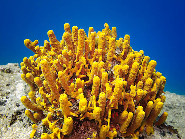 istock Yellow Tube Sponge Under Sea 512965755