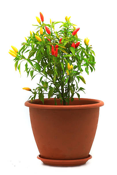 kuvapankkikuvat ja rojaltivapaat kuvat aiheesta chile - pepper plant