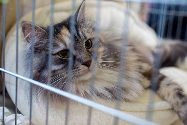 Cat looking up through the bars of his cage