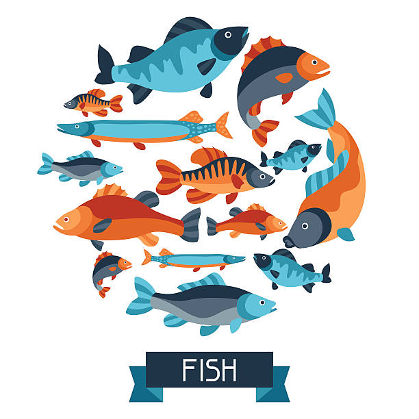 Background with various fish. Image for advertising booklets, banners, flayers Background with various fish. Image for advertising booklets, banners, flayers, article and social media. crappie stock illustrations