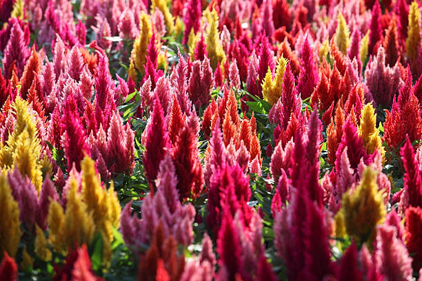istock colorful celosia garden 512968146