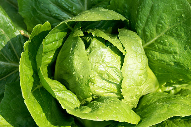 gros plan de légumes, vert chou de chine - vegetable green close up agriculture photos et images de collection