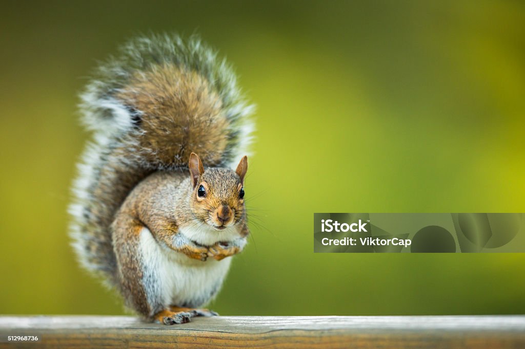 Ardilla gris oriental (Sciurus carolinensis) - Foto de stock de Ardilla libre de derechos