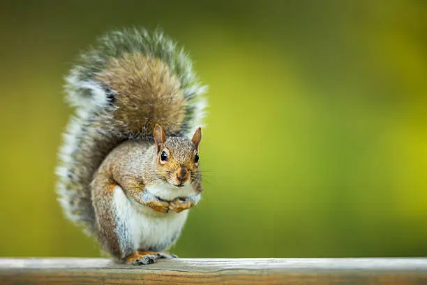 Photo of Eastern Grey Squirrel (Sciurus carolinensis)