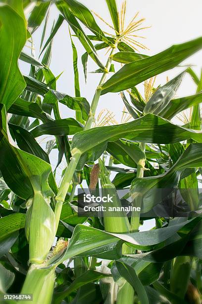 Corn Tree Is Corn With Green Corn Cob And Blooming Stock Photo - Download Image Now - Corn - Crop, Plant Stem, Agricultural Field