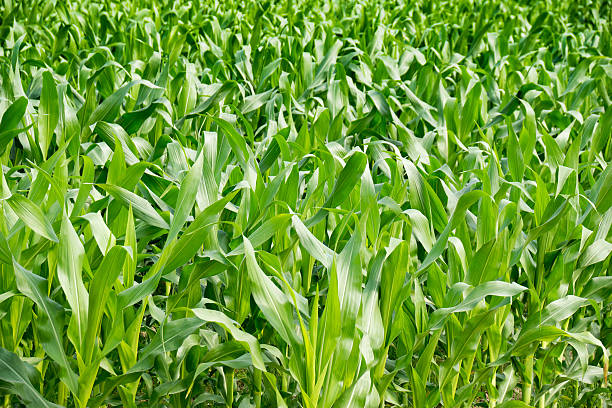istock Agriculture - Green Corn tree on farm 512969208