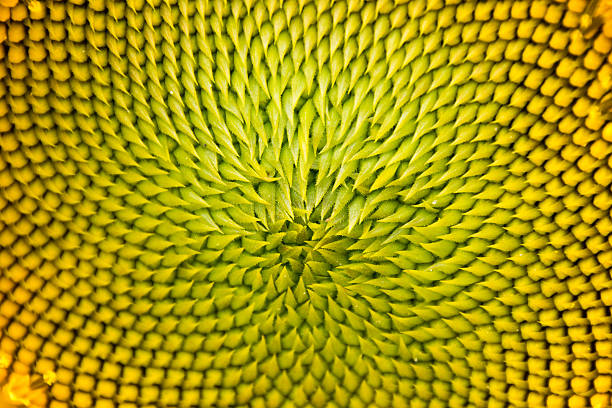 istock Close up sunflower pollen nature abstract background texture 512969264
