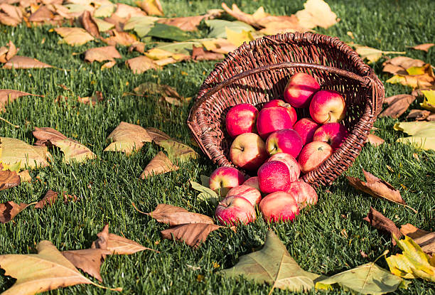 사과나무 수확하다 스톡 사진
