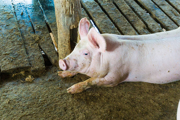 istock Pig in the rural farm 512972202