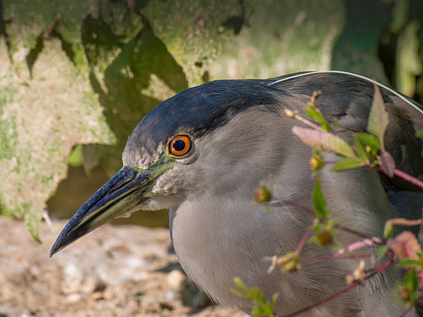istock Black-crowned night heron fishing 512972868