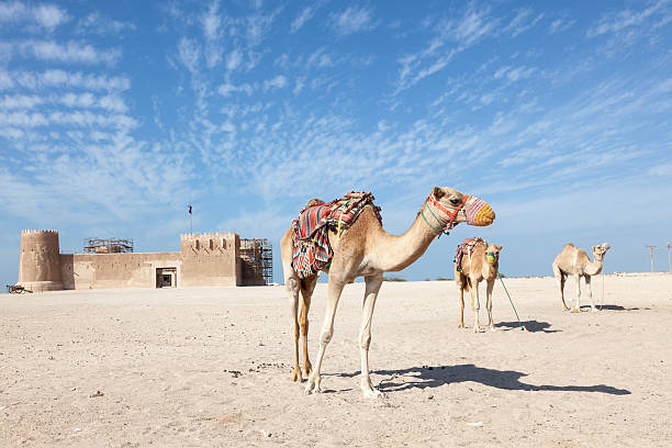 istock Historic Al Zubara fort in Qatar 512973038